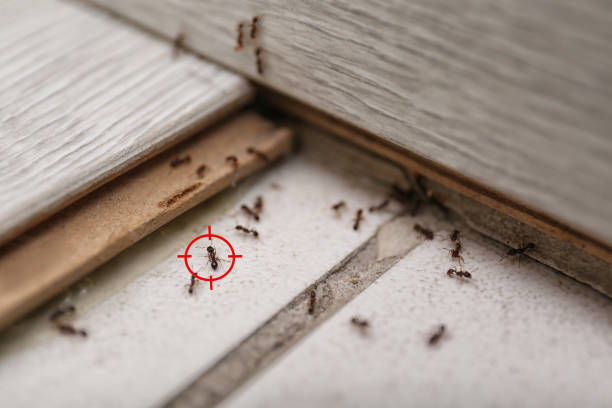 Best Pest Control Treatment  in University Center, VA
