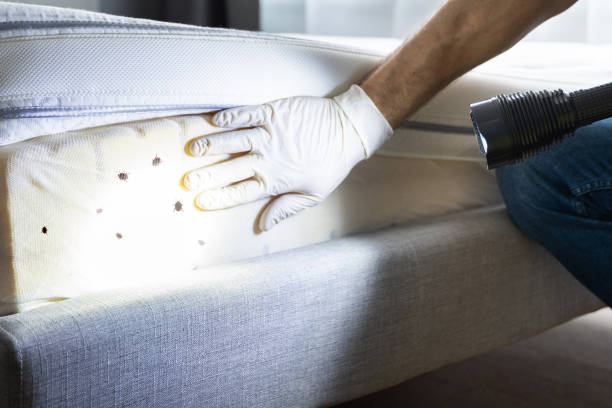 Best Mosquito Control Services  in University Center, VA