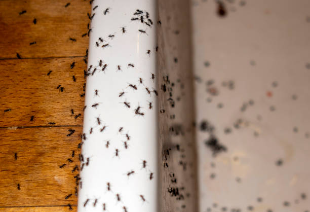 Wasp Removal Services in University Center, VA